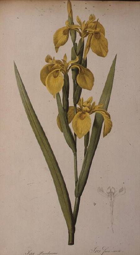 Iris Pseudacorus, from `Les Liliacees' a Pierre Joseph Redouté