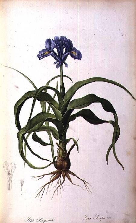 Iris Scorpioides, from `Les Liliacees' a Pierre Joseph Redouté