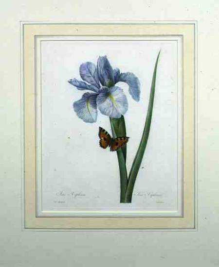 Iris xiphium, engraved by Langlois, from 'Choix des Plus Belles Fleurs' a Pierre Joseph Redouté