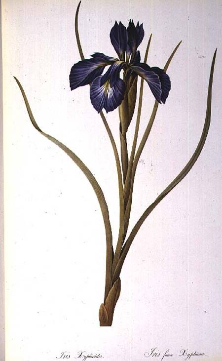 Iris Xyphioides, from `Les Liliacees' a Pierre Joseph Redouté