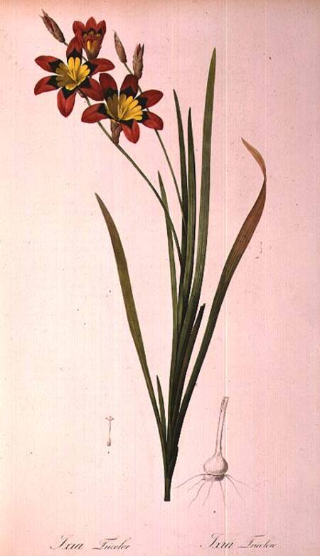 Ixia Tricolor, from `Les Liliacees' a Pierre Joseph Redouté