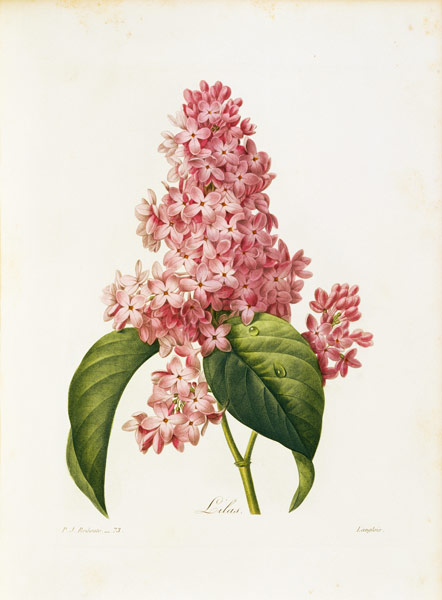 Lilac / Redouté a Pierre Joseph Redouté