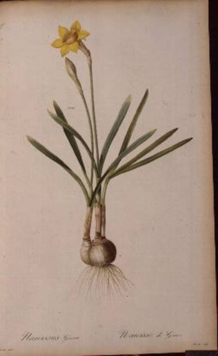 Narcissus Gouani, from `Les Liliacees' a Pierre Joseph Redouté