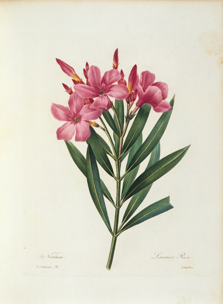 Oleander / Redouté a Pierre Joseph Redouté