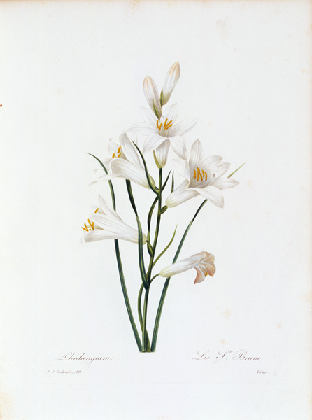 Paradise Lily / Redouté a Pierre Joseph Redouté
