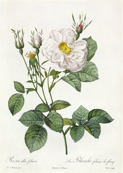 Rosa Alba Foliacea a Pierre Joseph Redouté