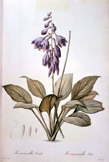 Plantain Lily a Pierre Joseph Redouté