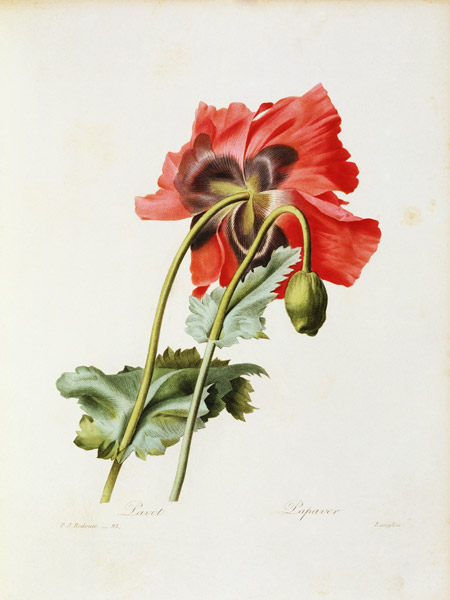 Poppy / Redouté a Pierre Joseph Redouté