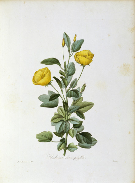 Redutea heterophylla / Redouté a Pierre Joseph Redouté