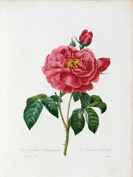 Rosa Gallica / Redouté 1835 a Pierre Joseph Redouté