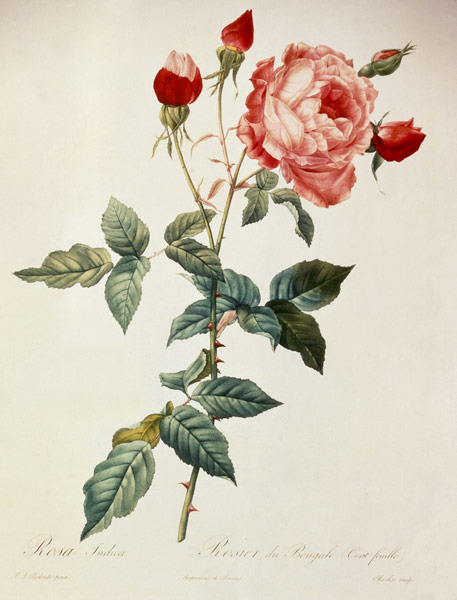 Rosa indica / after Redoute a Pierre Joseph Redouté