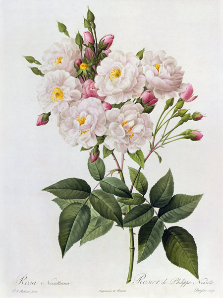 Rosa Noisettiana a Pierre Joseph Redouté