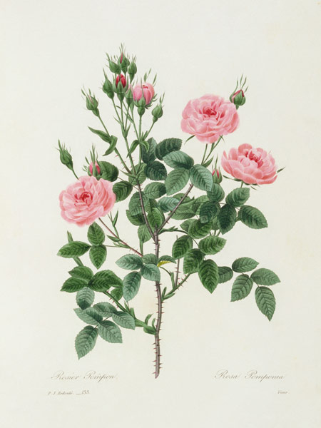 Rosa Pomponia / Redouté 1835 a Pierre Joseph Redouté