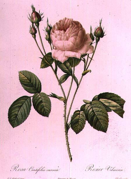 Rosa Centifolia Carnea a Pierre Joseph Redouté