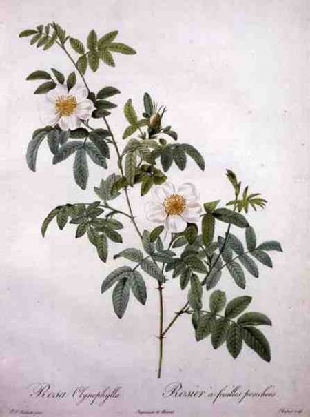 Rosa clynophylla, engraved by Chapuy, from 'Les Roses' a Pierre Joseph Redouté