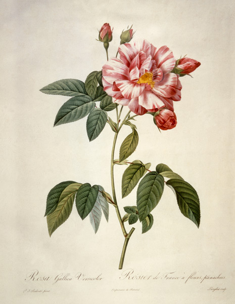 Rosa gallica versicolor / after Redoute a Pierre Joseph Redouté