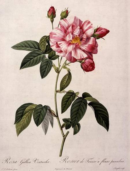 Rosa gallica versicolor (French rose), engraved by Langlois, from 'Les Roses' a Pierre Joseph Redouté