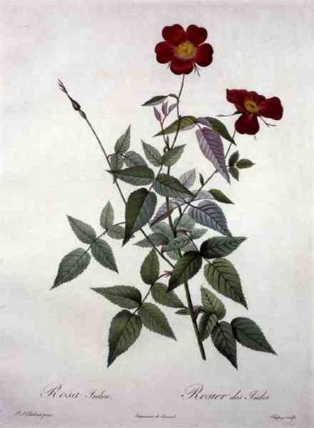 Rosa indica, engraved by Chapuy, from 'Les Roses' a Pierre Joseph Redouté