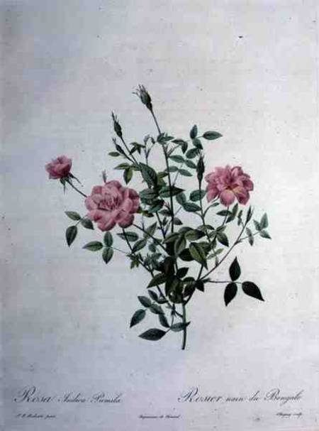Rosa indica pumila (dwarf Bengal rose), engraved by Chapuy, from 'Les Roses' a Pierre Joseph Redouté