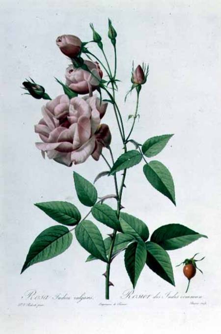 Rosa Indica Vulgaris, engraved by Bessin, from 'Les Roses', Vol II a Pierre Joseph Redouté