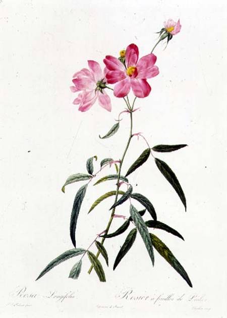 Rosa Longifolia a Pierre Joseph Redouté