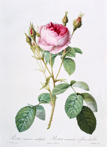 Rosa muscosa multiplex (double moss rose), engraved by Langlois, from 'Les Roses' a Pierre Joseph Redouté