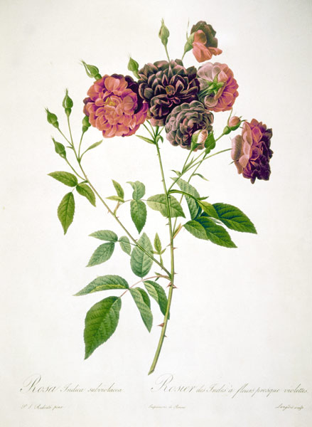 Rose / Langlois after Redoute a Pierre Joseph Redouté