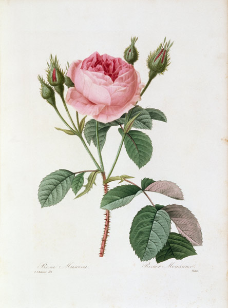 Roses / Redouté 1835 a Pierre Joseph Redouté