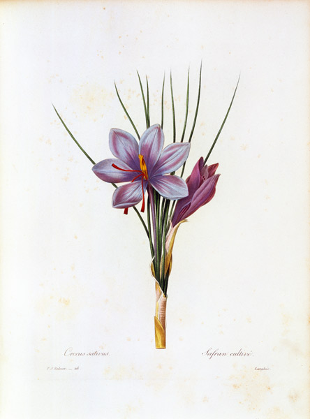 Saffron crocus / Redouté a Pierre Joseph Redouté