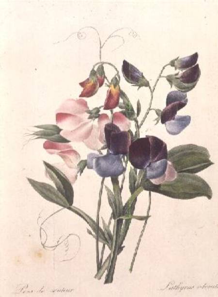 Sweet Peas (Lathyrus odoratur) from 'Choix des Plus Belles Fleurs' a Pierre Joseph Redouté