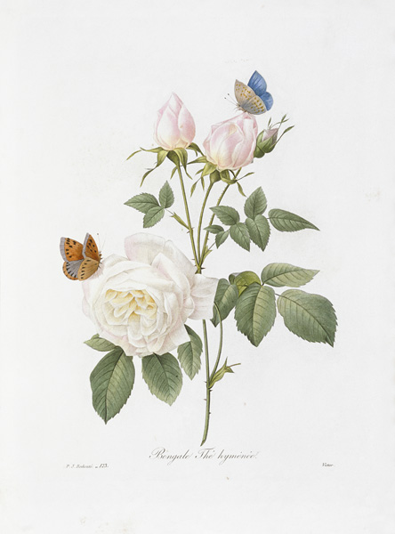 Tee Rose / Redouté 1835 a Pierre Joseph Redouté