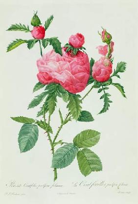 Rosa Centifolia Prolifera Foliacea