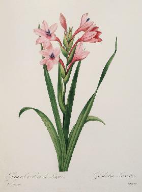 Gladiola / Redouté