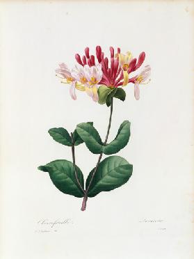 Honeysuckle / Redouté