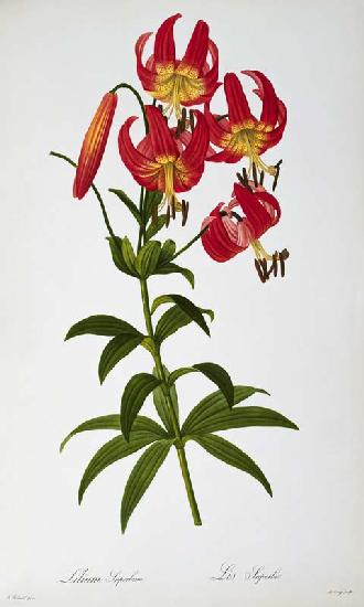 Lilium Superbum, from `Les Liliacees'