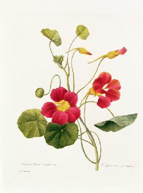 Nasturtium / Redouté