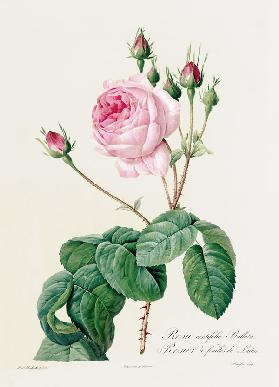 Rosa Centifolia Bullata