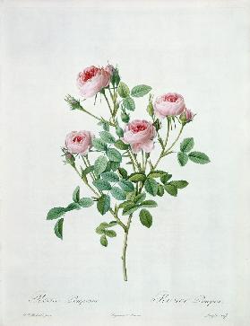 Rosa pomponia, engraved by Langlois, from 'Les Roses'