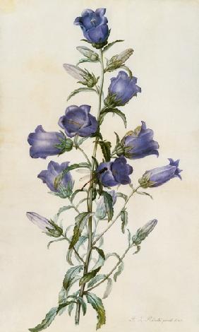 Campanula: Medium (Canterbury Bell)