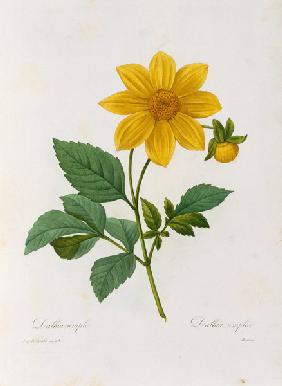 Dalea simplex, engraved by Bessin, from 'Choix des Plus Belles Fleurs'