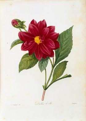 Double Dahlia / Redouté