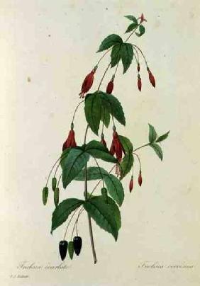 Fuchsia coccinea, from 'Choix des Plus Belles Fleurs'