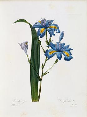 Iris fimbriata