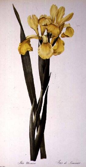 Iris Monnieri, from `Les Liliacees'