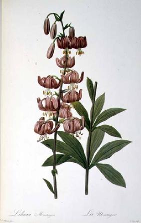 Lilium Martagon, from `Les Liliacees