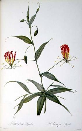 Methonica Superba, from `Les Liliacees'