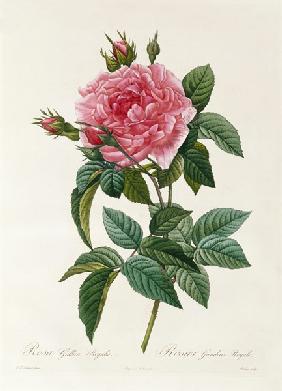 Rosa Gallica Regalis