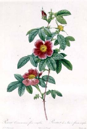 Rosa Cinnamomea Flore Simplici