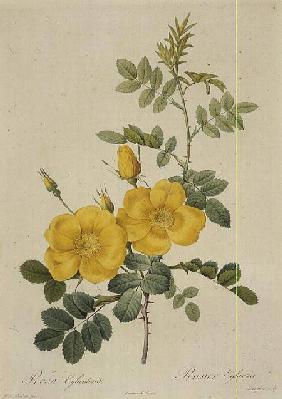 Rosa Eglanteria