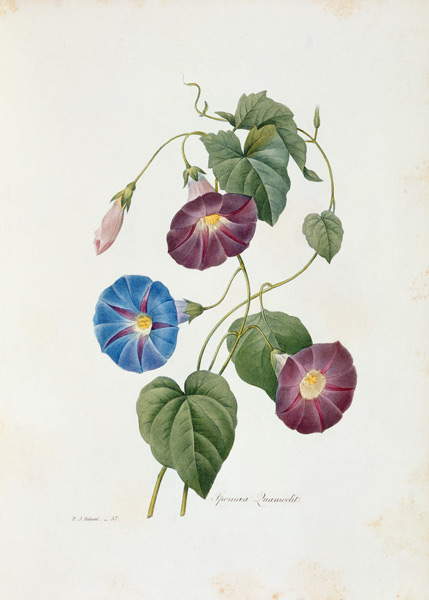 Morning Glory a Pierre Joseph Redouté